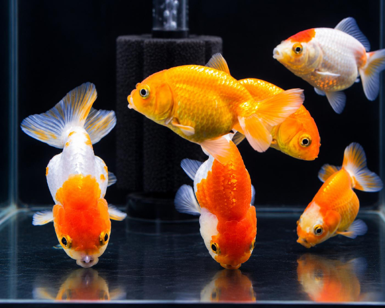 Assorted Ranchu ~ 7-10cm SPECIAL OFFER